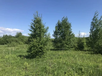 Земельные участки (123 шт.) - 149 654 +/- 1 284 кв. м, адрес: Пермский край, Ильинский р-н, тер. Некрасова урочище, земли сельскохозяйственного назначения - для садоводства