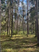 Продажа участков в Курортном районе СПБ